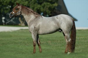 WSH Breeders Futurity