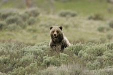 The grizzly population of Yellowstone National Park was removed from the Endangered Species List in 2007 as federal officials decided the bears' numbers had rebounded sufficiently. But two years later a judge in federal district court in Montana overturned the delisting, citing concerns about how global warming-related declines in Whitebark Pine (a key food source for grizzlies) were affecting the bears. Credit: Jim Peaco, National Park Service, Flickr CC.